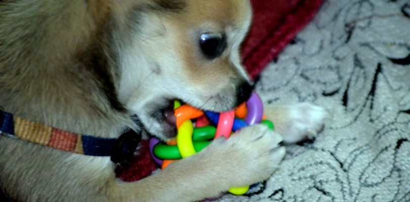puppy-chewing-810x400