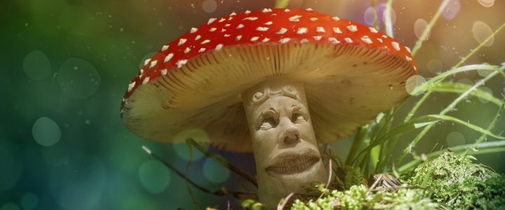Magic Mushrooms – Learn How To Grow At Home!